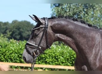 Hannoveraner, Stute, 3 Jahre, 167 cm, Schimmel