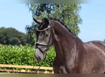 Hannoveraner, Stute, 3 Jahre, 167 cm, Schimmel
