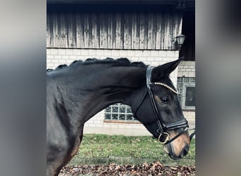 Hannoveraner, Stute, 3 Jahre, 167 cm, Schwarzbrauner