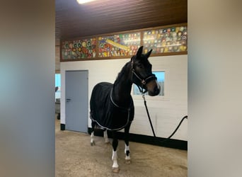 Hannoveraner, Stute, 3 Jahre, 167 cm, Schwarzbrauner