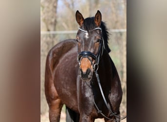 Hannoveraner, Stute, 3 Jahre, 168 cm, Brauner