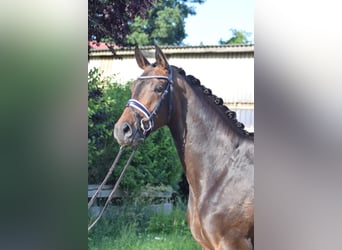 Hannoveraner, Stute, 3 Jahre, 168 cm, Brauner