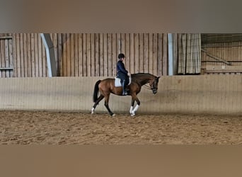 Hannoveraner, Stute, 3 Jahre, 168 cm, Brauner