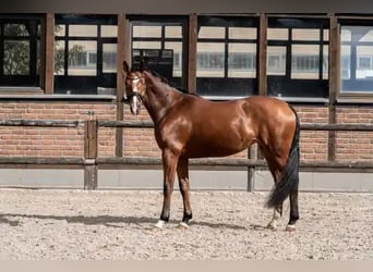 Hannoveraner, Stute, 3 Jahre, 168 cm, Brauner