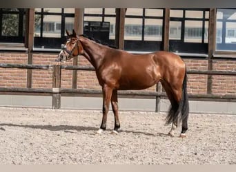 Hannoveraner, Stute, 3 Jahre, 168 cm, Brauner
