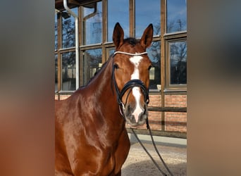 Hannoveraner, Stute, 3 Jahre, 168 cm, Brauner