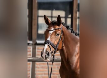 Hannoveraner, Stute, 3 Jahre, 168 cm, Brauner