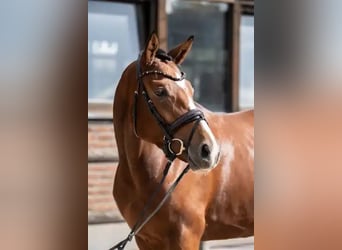 Hannoveraner, Stute, 3 Jahre, 168 cm, Brauner