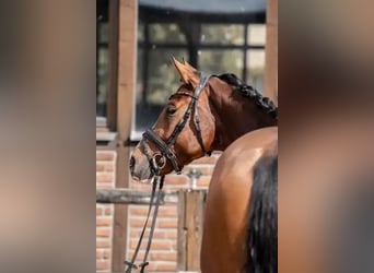 Hannoveraner, Stute, 3 Jahre, 168 cm, Brauner