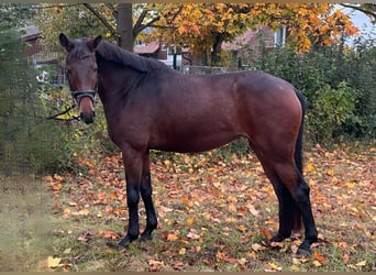 Hannoveraner, Stute, 3 Jahre, 168 cm, Brauner
