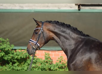 Hannoveraner, Stute, 3 Jahre, 168 cm, Brauner