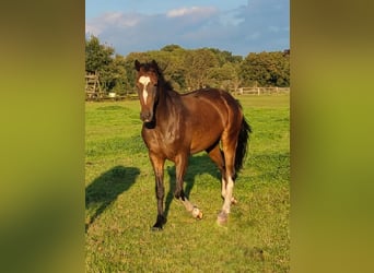 Hannoveraner, Stute, 3 Jahre, 168 cm, Brauner
