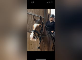 Hannoveraner, Stute, 3 Jahre, 168 cm, Brauner
