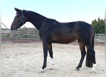Hannoveraner, Stute, 3 Jahre, 168 cm, Dunkelbrauner
