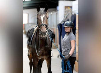 Hannoveraner, Stute, 3 Jahre, 168 cm, Dunkelbrauner