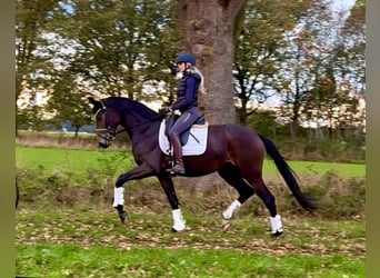 Hannoveraner, Stute, 3 Jahre, 168 cm, Dunkelbrauner Hannoveraner, Stute, 3 Jahre, 168 cm, Dunkelbrauner