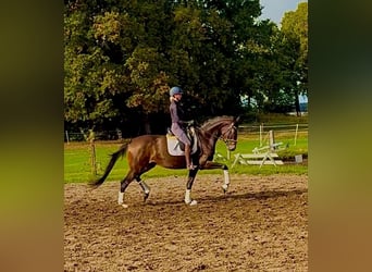Hannoveraner, Stute, 3 Jahre, 168 cm, Dunkelbrauner