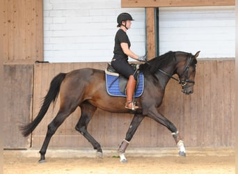 Hannoveraner, Stute, 3 Jahre, 168 cm, Dunkelbrauner