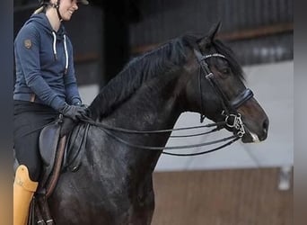 Hannoveraner, Stute, 3 Jahre, 168 cm, Dunkelbrauner