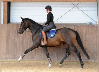 Hannoveraner, Stute, 3 Jahre, 168 cm, Dunkelbrauner