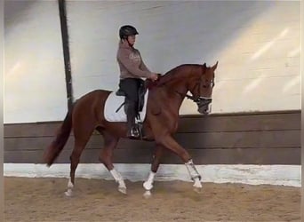 Hannoveraner, Stute, 3 Jahre, 168 cm, Dunkelbrauner