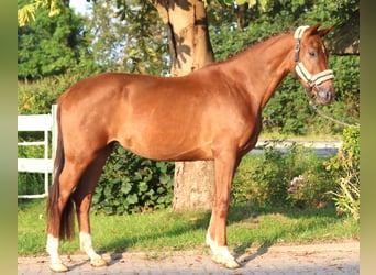 Hannoveraner, Stute, 3 Jahre, 168 cm, Fuchs