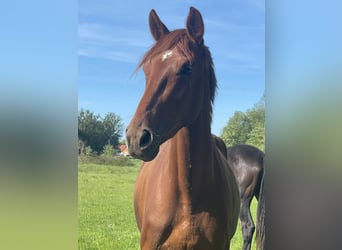 Hannoveraner, Stute, 3 Jahre, 168 cm, Fuchs