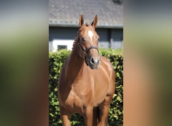 Hannoveraner, Stute, 3 Jahre, 168 cm, Fuchs