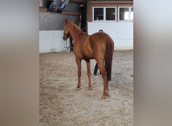 Hannoveraner, Stute, 3 Jahre, 168 cm, Fuchs