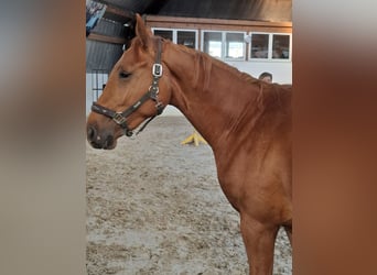 Hannoveraner, Stute, 3 Jahre, 168 cm, Fuchs