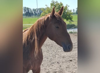 Hannoveraner, Stute, 3 Jahre, 168 cm, Fuchs