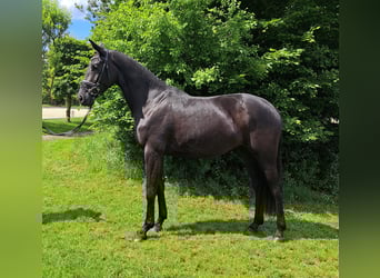 Hannoveraner, Stute, 3 Jahre, 168 cm, Rappe