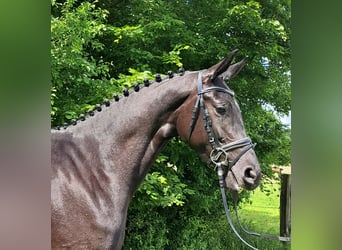 Hannoveraner, Stute, 3 Jahre, 168 cm, Rappe