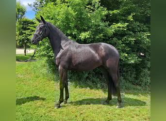 Hannoveraner, Stute, 3 Jahre, 168 cm, Rappe