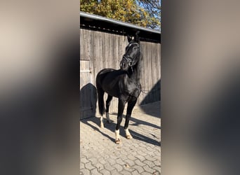 Hannoveraner, Stute, 3 Jahre, 168 cm, Rappe