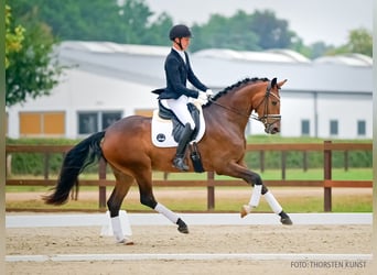 Hannoveraner, Stute, 3 Jahre, 169 cm, Brauner