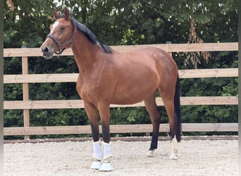 Hannoveraner, Stute, 3 Jahre, 169 cm, Brauner