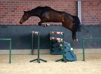 Hannoveraner, Stute, 3 Jahre, 169 cm, Dunkelbrauner