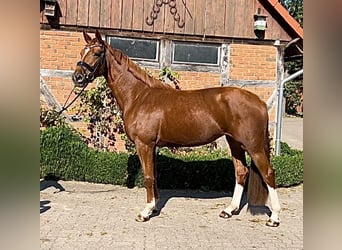 Hannoveraner, Stute, 3 Jahre, 169 cm, Fuchs