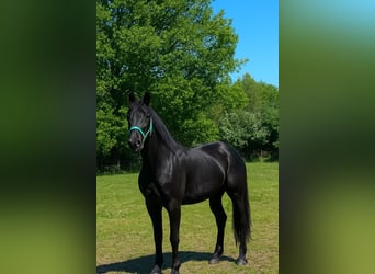 Hannoveraner, Stute, 3 Jahre, 169 cm, Rappe