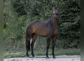 Hannoveraner, Stute, 3 Jahre, 170 cm, Brauner