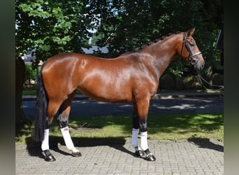 Hannoveraner, Stute, 3 Jahre, 170 cm, Brauner