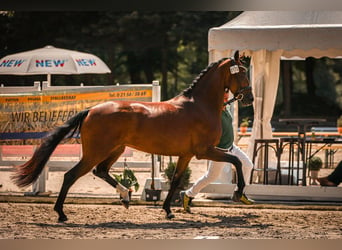 Hannoveraner, Stute, 3 Jahre, 170 cm, Brauner