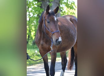 Hannoveraner, Stute, 3 Jahre, 170 cm, Brauner