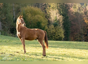 Hannoveraner, Stute, 3 Jahre, 170 cm, Dunkelfuchs