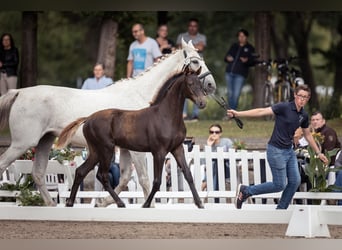 Hannoveraner, Stute, 3 Jahre, 170 cm, Dunkelfuchs