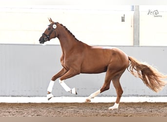 Hannoveraner, Stute, 3 Jahre, 170 cm, Fuchs