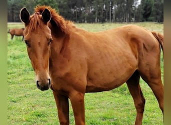 Hannoveraner, Stute, 3 Jahre, 170 cm, Fuchs