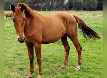 Hannoveraner, Stute, 3 Jahre, 170 cm, Fuchs