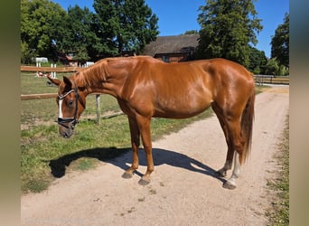 Hannoveraner, Stute, 3 Jahre, 170 cm, Fuchs